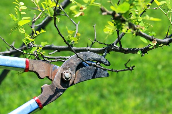 Cost of Branches Pruning in Fairfax