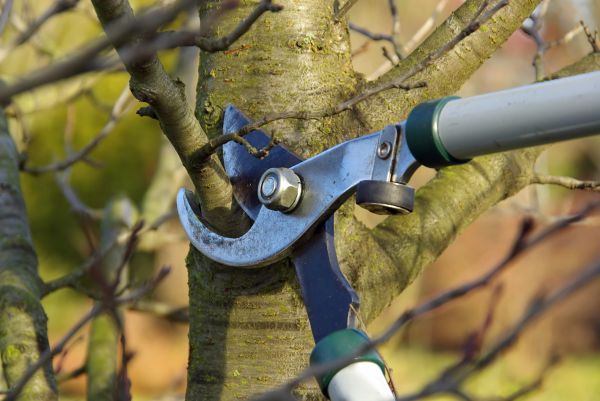 Cost of Tree Limb Trimming Service in Fairfax