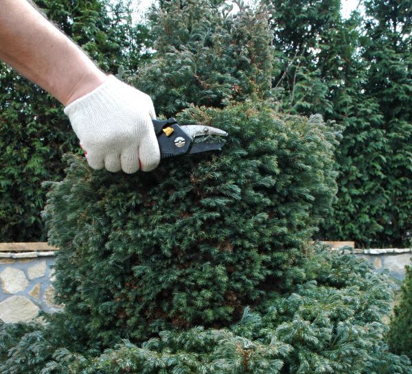 Cost of Ornamental Tree Trimming in Fairfax