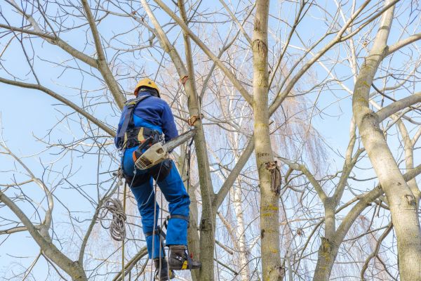 Cost of Large Tree Trimming in Fairfax