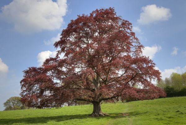 Cost of Beech Tree Pruning in Fairfax