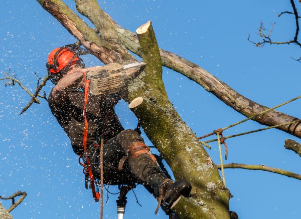 Tree Trimming Service in Fairfax