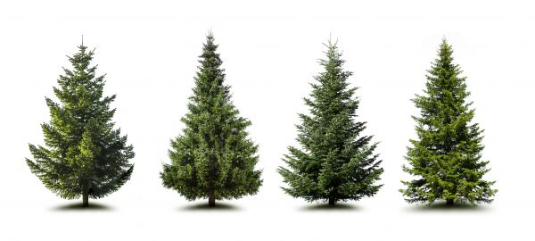 Cost of Pine Tree Trimming in Fairfax