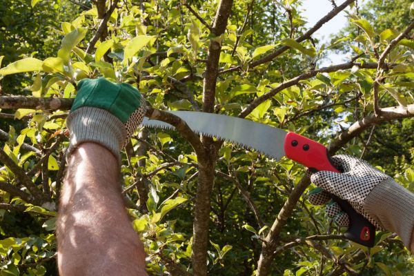 Apple Tree Trimming in Fairfax